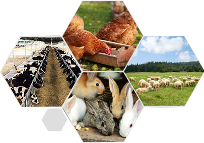 精益求精的品質(zhì) 產(chǎn)品更優(yōu)良、更安全衛(wèi)生、更環(huán)保